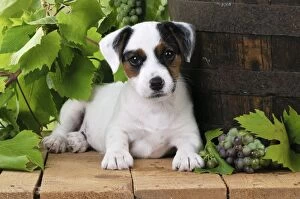 Images Dated 8th August 2010: DOG. Parson jack russell terrier puppy next to barrel with grapes