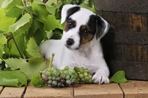 DOG. Parson jack russell terrier puppy next to barrel with grapes