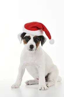 Christmas Prints: DOG. Parson jack russell terrier puppy wearing a christmas hat