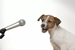 Images Dated 14th December 2012: DOG - Parson jack russell terrier singing into microphone