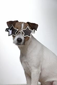 Images Dated 14th December 2012: DOG - Parson jack russell terrier wearing star glasses