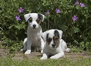 Images Dated 27th June 2016: Dog Parson Jack Russell Terriers 9 week old puppies