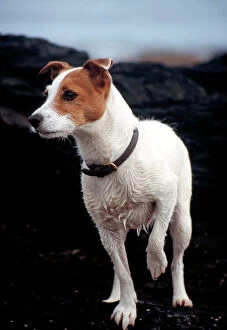 Images Dated 11th September 2007: Dog - Parson Jack Russell - Wet from swimming