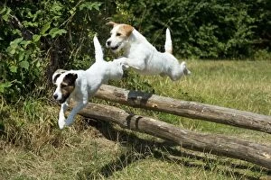 Dog - Parson Jack Russells jumping wooden poles