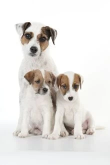 Images Dated 3rd August 2012: DOG - Parsons Jack Russell Terrier puppies sitting