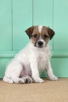 DOG - Parsons Jack Russell Terrier puppy (8 weeks)