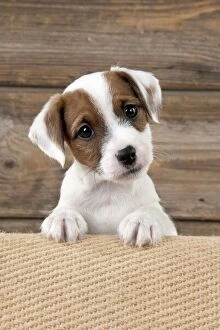 DOG - Parsons Jack Russell Terrier puppy looking
