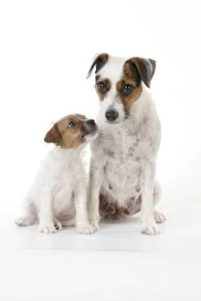 Images Dated 3rd August 2012: DOG - Parsons Jack Russell Terrier puppy sitting