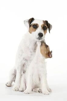 Images Dated 3rd August 2012: DOG - Parsons Jack Russell Terrier puppy sitting