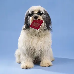 Dog - with passport & sunglasses