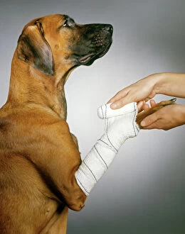 DOG - paw being bandaged by vet