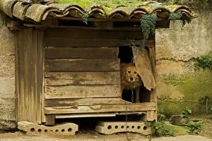 Dog - peering outdoor of outdoor kennel. France