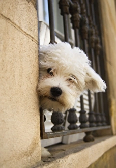 Images Dated 17th November 2006: Dog - peering out of window