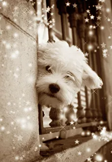 Images Dated 17th November 2006: Dog - peering out of window Digital Manipulation: Sepia, stars
