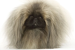 Images Dated 12th March 2006: Dog - Pekinese pekinois