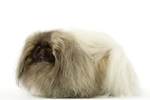 Images Dated 12th March 2006: Dog - Pekinese pekinois