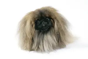 DOG - Pekingese