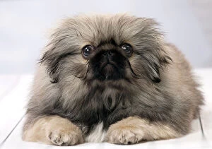 Fluffy Gallery: Dog Pekingese 3 month old puppy