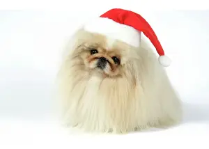 Pekingese Prints: DOG - Pekingese in Christmas hat Digital Manipulation: Hat JD