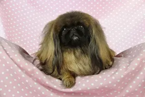 DOG. Pekingese dog sitting on blanket