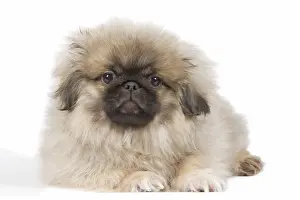 Dog - Pekingese puppy in studio