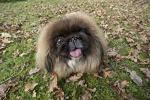 DOG. Pekingese sitting in autumn leaves with its tongue out