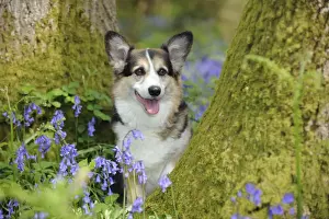 DOG. Pembroke welsh corgi sitting between tree trunks
