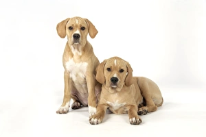 Images Dated 12th December 2007: Dog. Perdiguero Portugese (Portugese Pointer) puppies (10 weeks old)