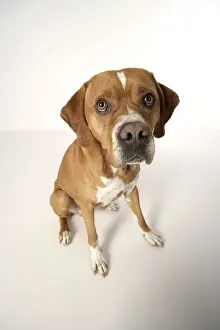 Dog. Perdiguero Portugese (Portugese Pointer) sitting down
