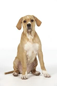 Dog - Perdiguero Portugueso / Portuguese Pointer - puppy (10 weeks old)