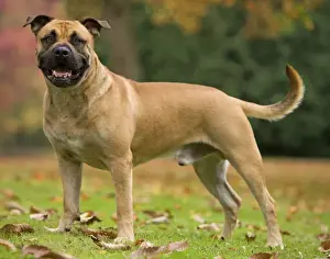 Dog - Perro de Presa Mallorquin / Ca de Bou / Majorca Mastiff