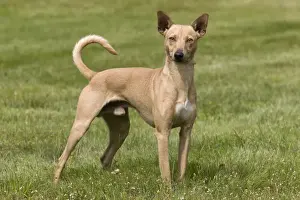 Dog - Peruvian Hairless Dog - haired version non-standard for the breed