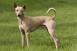 Dog - Peruvian Hairless Dog - haired version non-standard for the breed