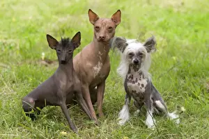 Unusual Prints: Dog - Peruvian Hairless, Mexican Hairless & Chinese Crested