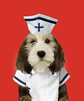 Images Dated 27th February 2006: Dog - Petit Basset Griffon Vendeen puppy, in nurse outfit