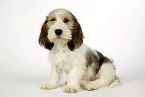 Dog - Petit Basset Griffon Vendeen puppy - 4 months old