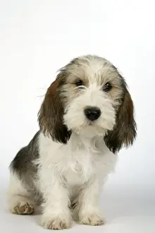 Dog - Petit Basset Griffon Vendeen puppy - 4 months old