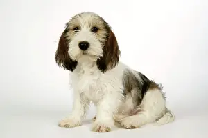 Basset Griffon Vendeen Prints: Dog - Petit Basset Griffon Vendeen puppy - 4 months old
