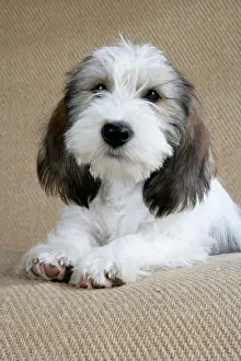 Hound Prints: Dog - Petit Basset Griffon Vendeen puppy - 4 months old