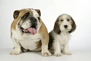 Dog - Petit Basset Griffon Vendeen puppy - 4 months old with Bulldog