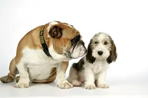 Dog - Petit Basset Griffon Vendeen puppy - 4 months old with Bulldog