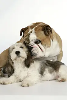 Dog - Petit Basset Griffon Vendeen puppy - 4 months old with Bulldog