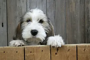 Basset Griffon Vendeen Prints: Dog - Petit Basset Griffon Vendeen puppy - 4 months old looking over fence
