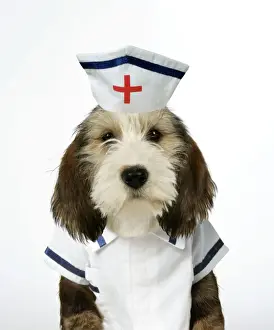 Dog - Petit Basset Griffon Vendeen puppy - 4 months old in nurse uniform