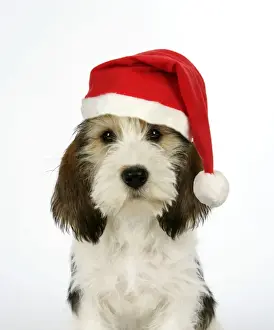 Christmas Prints: Dog - Petit Basset Griffon Vendeen puppy - 4 months old - wearing Christmas hat Digital Manipulation