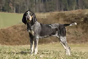 Dog - Petit Bleu de Gascogne