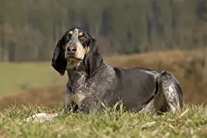 Dog - Petit Bleu de Gascogne