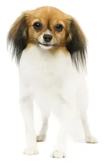 Dog - Phalene / Papillon