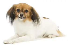 Dog - Phalene / Papillon