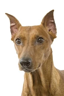 Images Dated 12th March 2006: Dog - Pinscher